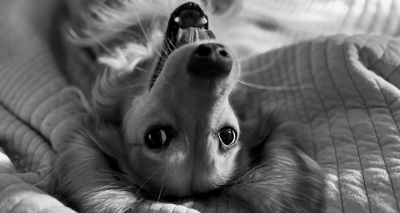 Planning for Your Pet’s Future: Because Fluffy Deserves the Best!